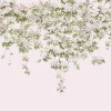 Soft pink 'Clematis Collection' wallpaper featuring a cascade of delicate white blooms, evoking a serene and romantic atmosphere in any room.